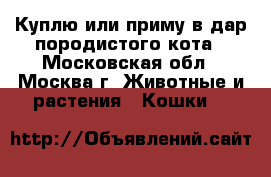Куплю или приму в дар породистого кота - Московская обл., Москва г. Животные и растения » Кошки   